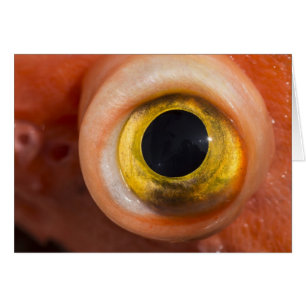 Oeil de sébaste