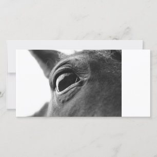 Oeil du poney 1
