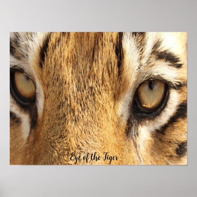 OEil du tigre Poster Big Cat (Devant)