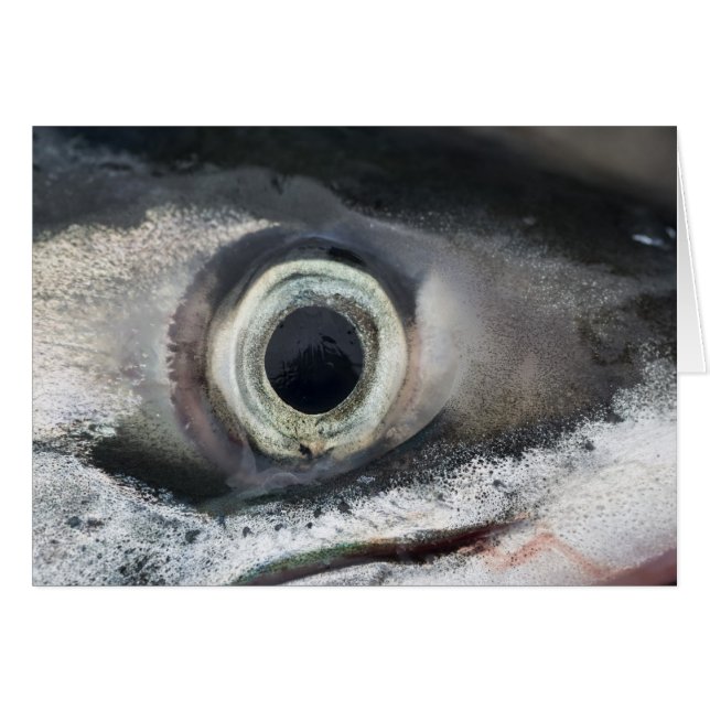 Oeil saumon (Devant horizontal)