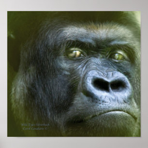 Oeil sauvage - Poster d'art Silverback/Imprimer