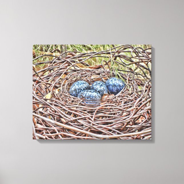 Oeufs Bleus En Toile Enveloppée Dans Le Nid (Recto)