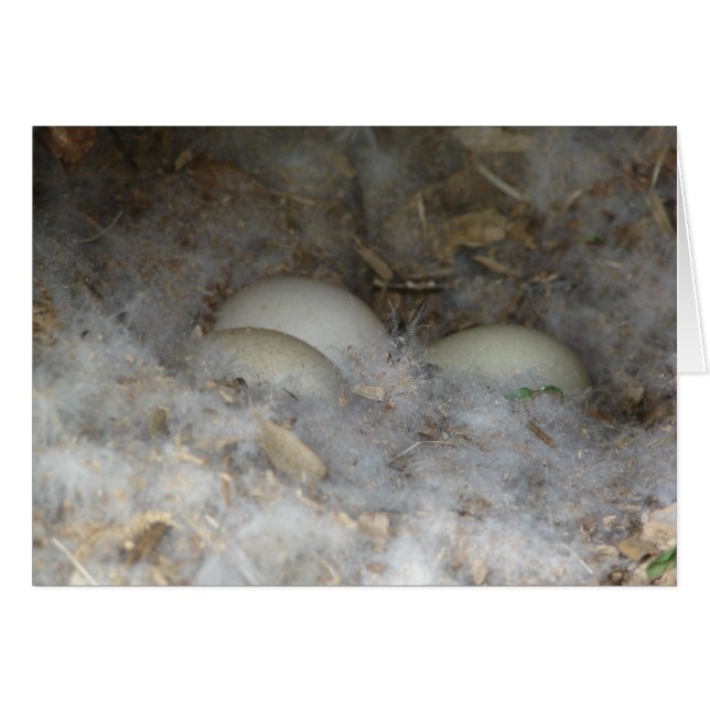 Oeufs de canard dans un nid (Devant horizontal)
