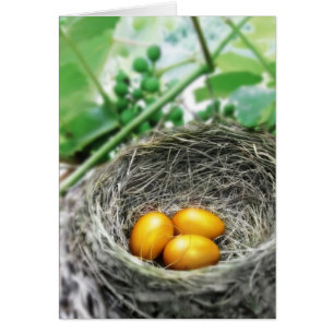 Oeufs de nid d'or