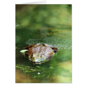 Oeufs pondeuses de grenouilles à taureaux