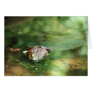 Oeufs pondeuses de grenouilles à taureaux
