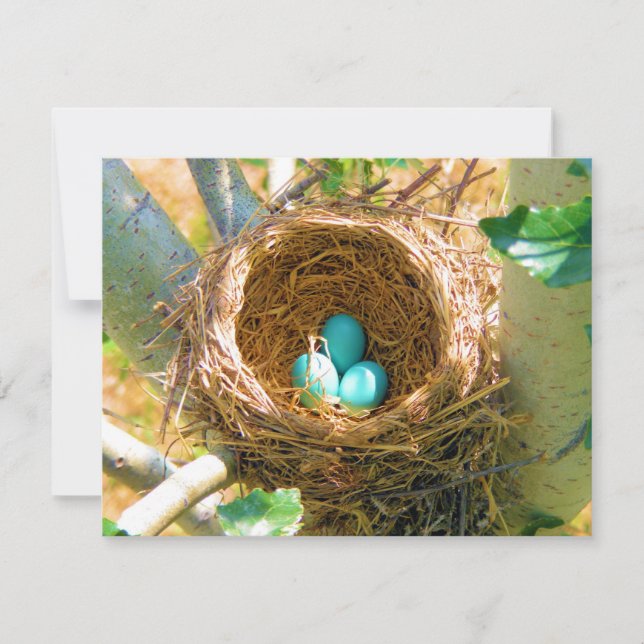 Oeufs Robin dans un nid d'arbre Jardin (Devant)