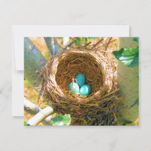 Oeufs Robin dans un nid d'arbre Jardin