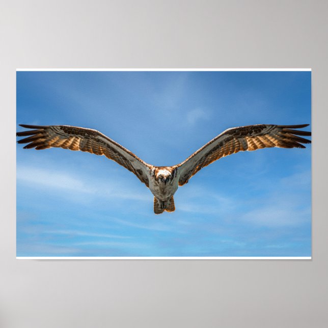 Œuvre murale Balbuzard en vol | Affiche d'oiseau d (Devant)
