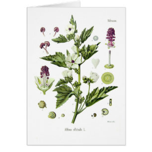Officinalis d'Althaea