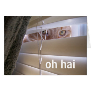 Oh Hai — Chat dans la fenêtre