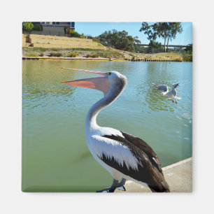 Oh Je Suis Un Joyeux Pelican Tra Lah, Aimant De Fr