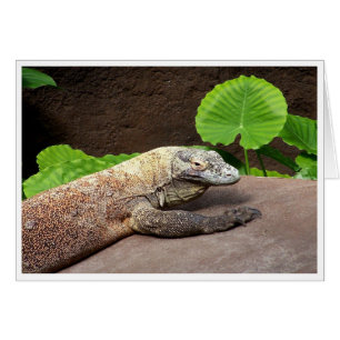 "Oh non...c'est Komodo !"