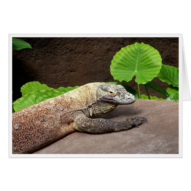 "Oh non...c'est Komodo !" (Devant Horizontal)