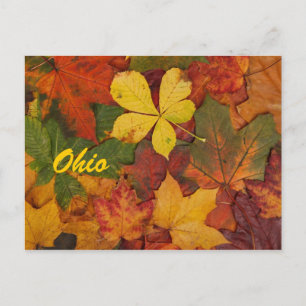 Ohio Automne Feuilles Carte Postale