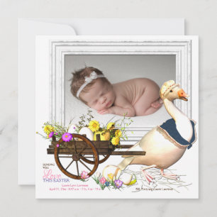 Oie avec le faire-part de naissance de photo