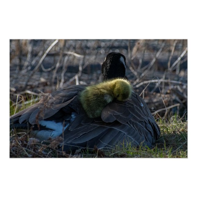 Oie canadienne avec gosling Poster Imprimer (Devant)