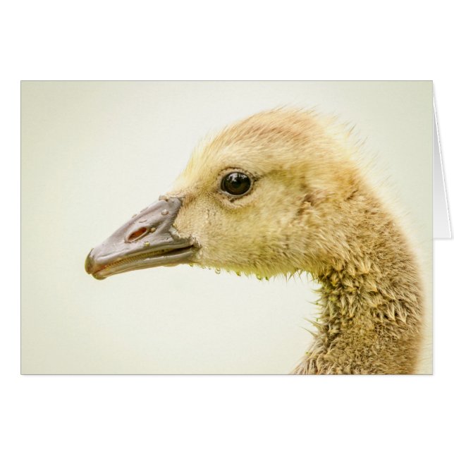 Oie canadienne (Gosling) (Devant horizontal)