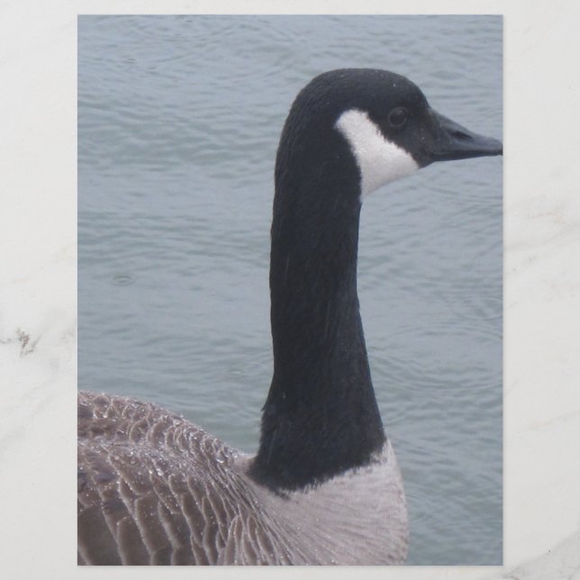 Oie canadienne sur un lac (Devant)