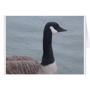 Oie canadienne sur un lac