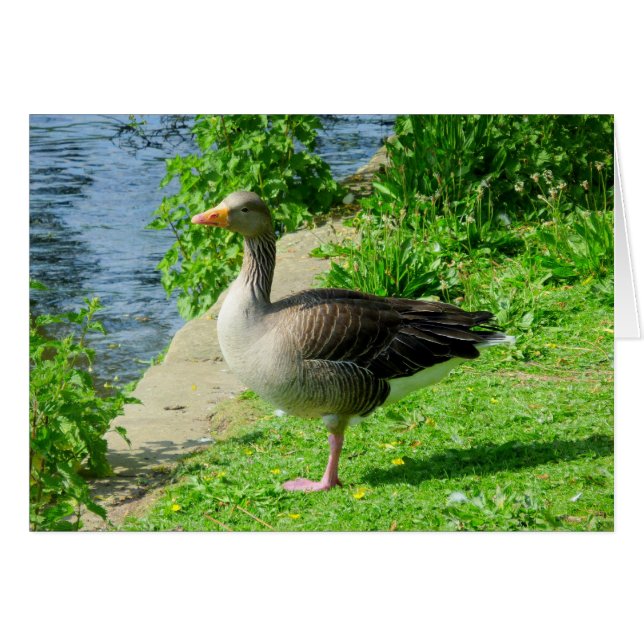 Oie de Greylag (Devant horizontal)