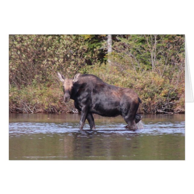 Oie de vache du Maine (Devant horizontal)
