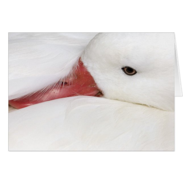 Oie des neiges Chen caerulescens (Devant horizontal)