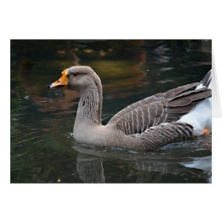 oie grise nageant à travers l'image d'oiseau