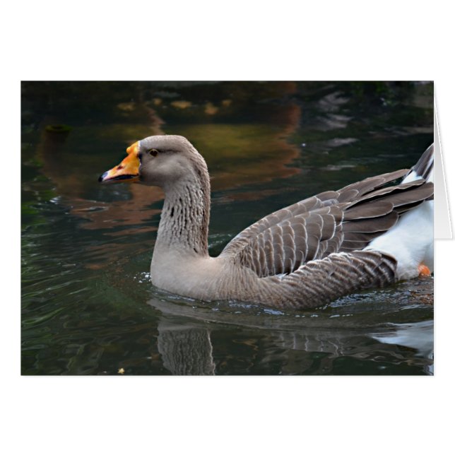 oie grise nageant à travers l'image d'oiseau (Devant Horizontal)