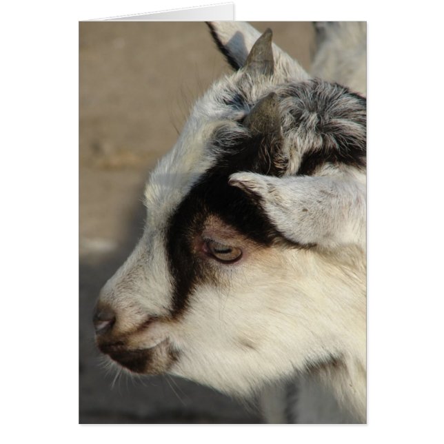 Oie La Chèvre (Devant)