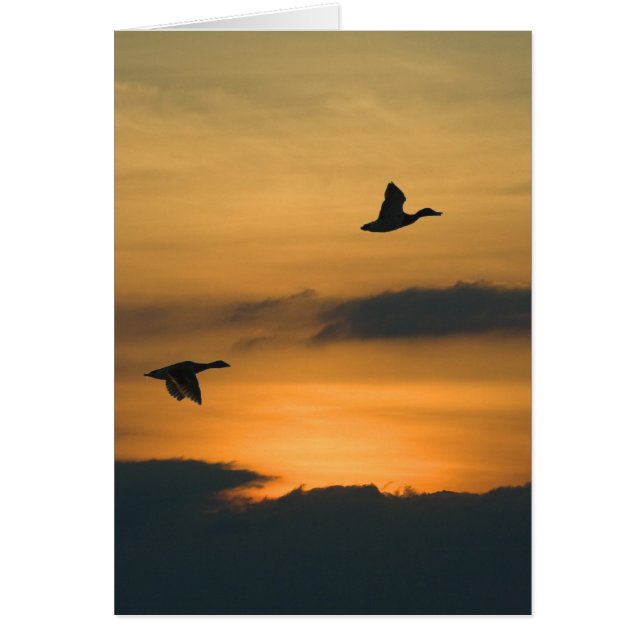 Oies au coucher du soleil (Devant)