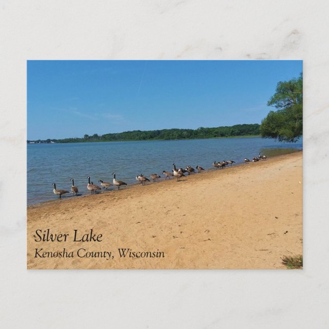Oies au lac Silver, carte postale du Wisconsin (Devant)