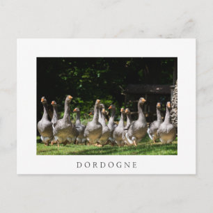 Oies dans la Dordogne carte postale texte blanc