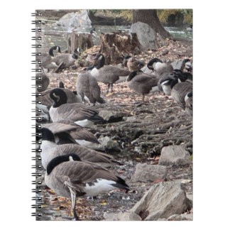 Oies dans le cahier du parc