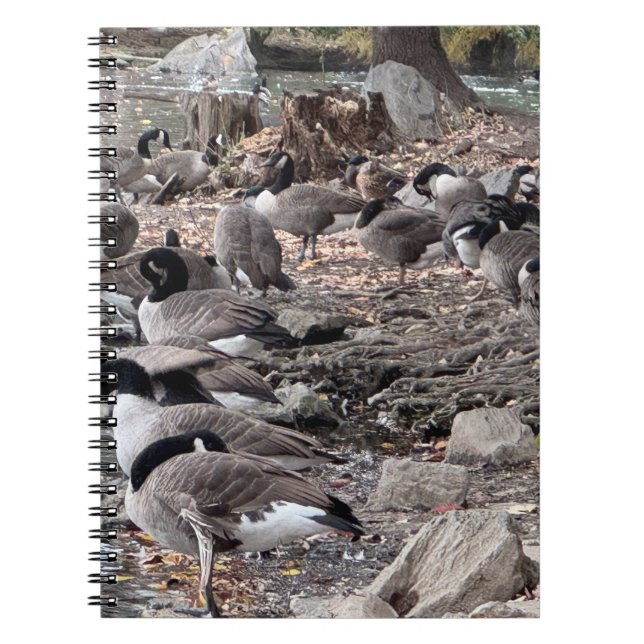 Oies dans le cahier du parc (Devant)