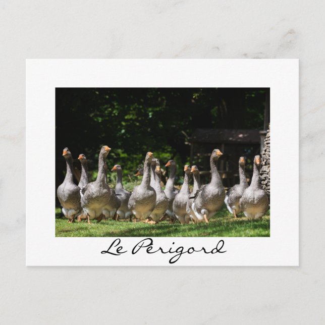 Oies dans le Périgord blanc texte carte postale (Devant)