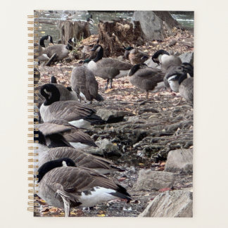 Oies dans le planificateur de parc