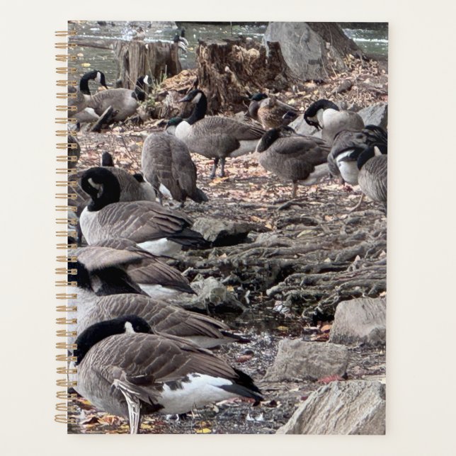 Oies dans le planificateur de parc (Devant)