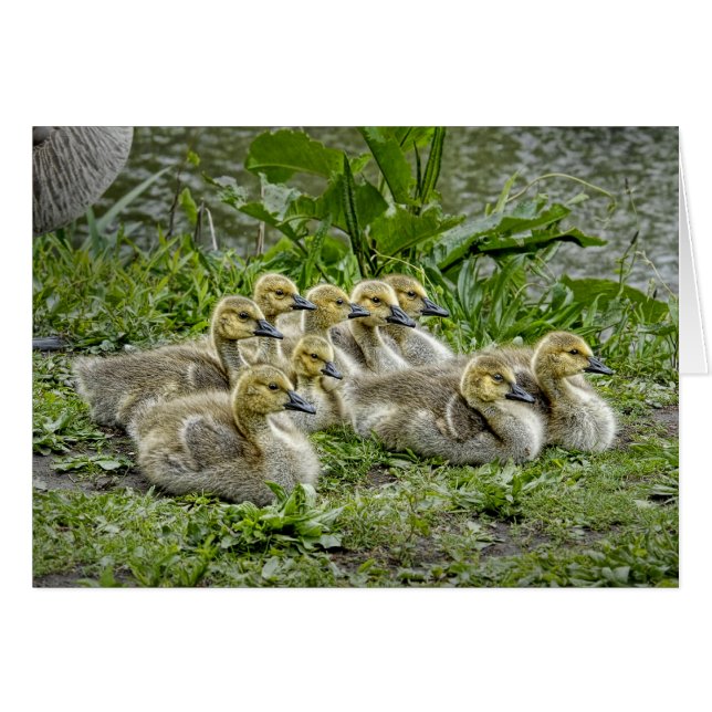 Oies de bébé avec des têtes (Devant horizontal)