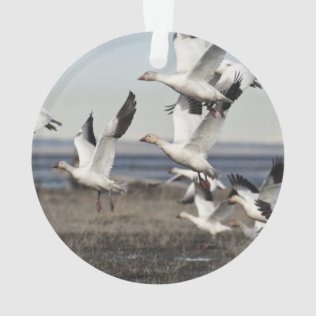 Oies de neige de vol (dos)