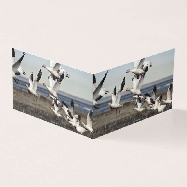 Oies des neiges volantes (Outside)