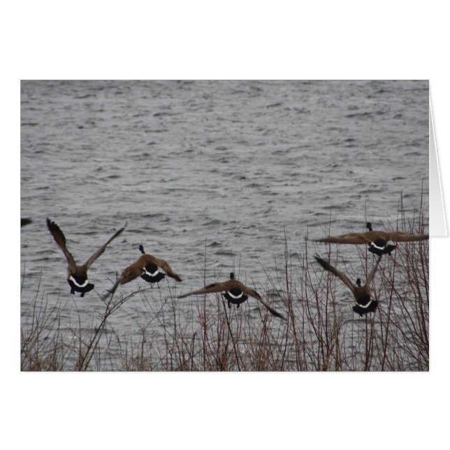 Oies en vol (Devant horizontal)