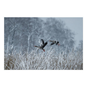 Oies grises volant dans une affiche à neige
