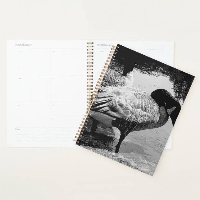 Oies noires et blanches Moment calme au bord du la (Devant avec enveloppe)