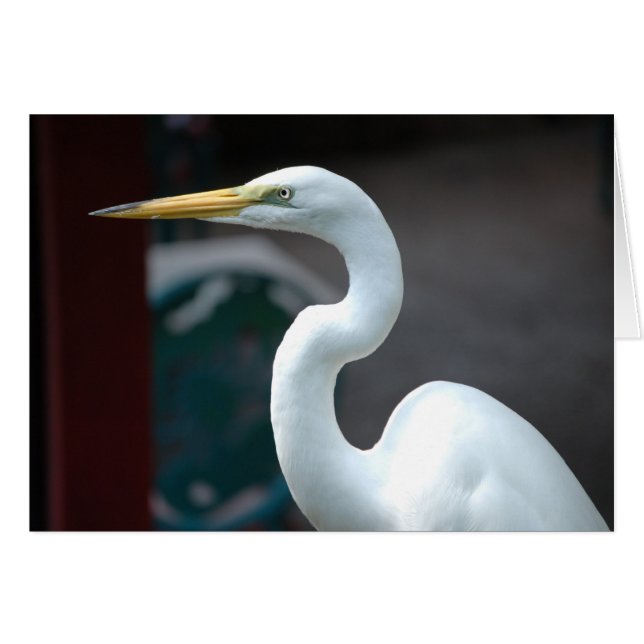 Oiseau (Devant horizontal)