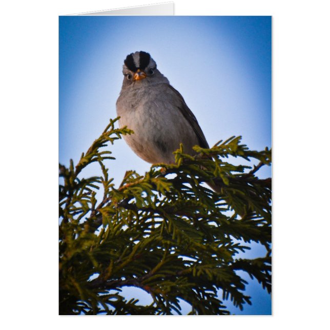 Oiseau (Devant)
