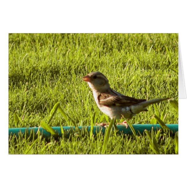 Oiseau (Devant horizontal)