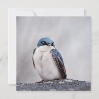 Oiseau Bleu