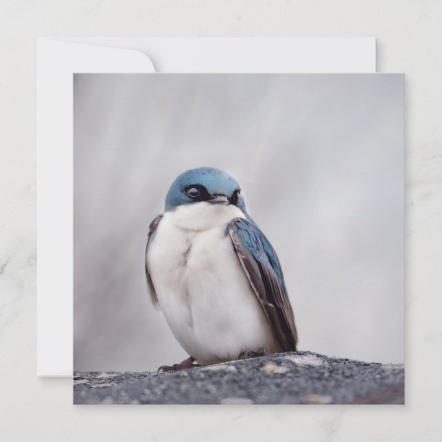 Oiseau Bleu (Devant)