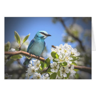 Oiseau bleu de montagne